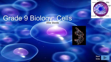 Grade 9 Biology: Cells Allie Steele Next Slide Cell Structure and Function Cell Wall Nucleus Cytoplasm Endoplasmic Reticulum RibosomesMitochondriaGolgi.