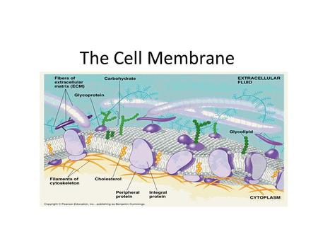 The Cell Membrane. Notes Outline I. History of the Cell and Cell Theory II. The Cell Membrane a)Selective Permeability III. Structure a)Phospholipid Bilayer.