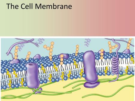 The Cell Membrane.