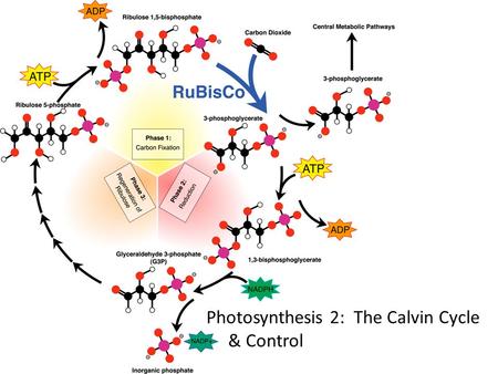 Photosynthesis 2: The Calvin Cycle & Control Big Questions Why is the Calvin Cycle necessary? How do the products of the light reactions contribute to.