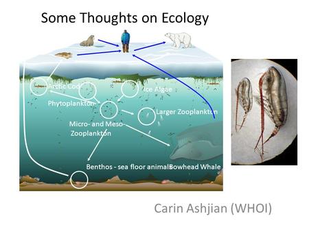 Some Thoughts on Ecology