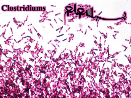 Clostridiums Large, straight or slightly curved roads with rounded ends. Bulging spore Usually saprophytic: proteolytic and fermenter (Important in.