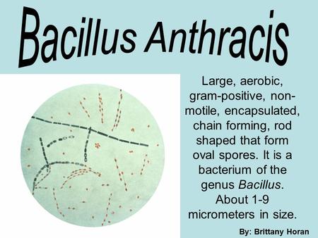 By: Brittany Horan Large, aerobic, gram-positive, non- motile, encapsulated, chain forming, rod shaped that form oval spores. It is a bacterium of the.