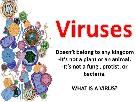 Doesn’t belong to any kingdom -It’s not a plant or an animal. -It’s not a fungi, protist, or bacteria. WHAT IS A VIRUS?