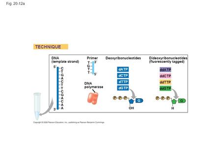 Fig. 20-12a DNA (template strand) TECHNIQUE DNA polymerase Primer DeoxyribonucleotidesDideoxyribonucleotides (fluorescently tagged) dATP dCTP dTTP dGTP.