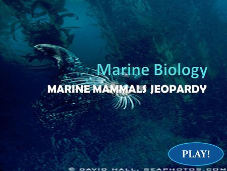 MARINE MAMMALS JEOPARDY