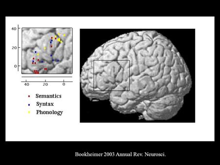 Bookheimer 2003 Annual Rev. Neurosci.. Phonology in IFG Gelfand and Bookheimer, Neuron 2002.