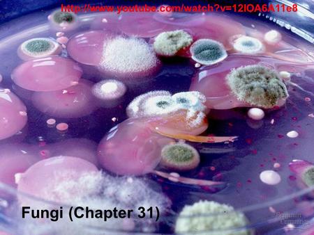 Http://www.youtube.com/watch?v=12IOA6A11e8 Fungi (Chapter 31)