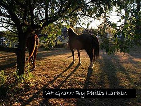 ‘At Grass’ By Philip Larkin. AT GRASS The eye can hardly pick them out From the cold shade they shelter in Till wind distresses mane and tail, Then one.