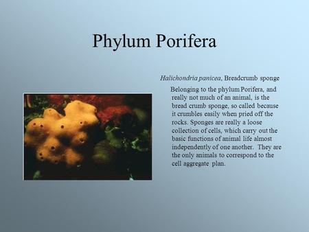 Phylum Porifera Halichondria panicea, Breadcrumb sponge