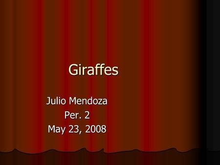 Giraffes Julio Mendoza Per. 2 May 23, 2008. Basic Information The giraffe is Africa's tallest mammal, reaching full heights of more than 5m. The attractive.