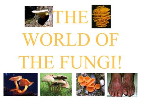 THE WORLD OF THE FUNGI!.