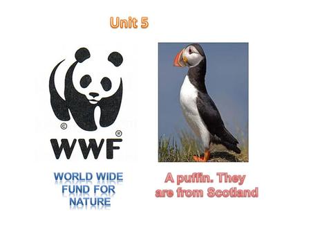 they´re _ _ _ _ _ _ _ _ _ _ animals Uni t 5 turtles eagles gorillas whales rhinos wolves Polar bears tigers frogs Owls(barn) pandas Orang-utans snakeselephants.