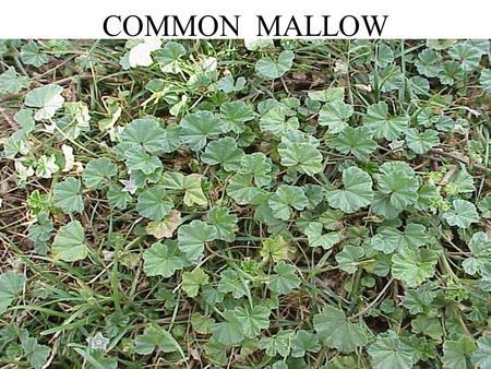 COMMON MALLOW. DANDELION REDROOT PIGWEED GROUNDSEL.