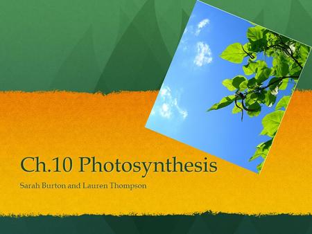 Ch.10 Photosynthesis Sarah Burton and Lauren Thompson.