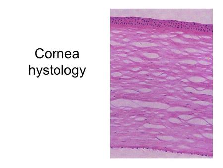 Cornea hystology.