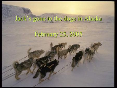 Jack’s gone to the dogs in Alaska February 25, 2005.