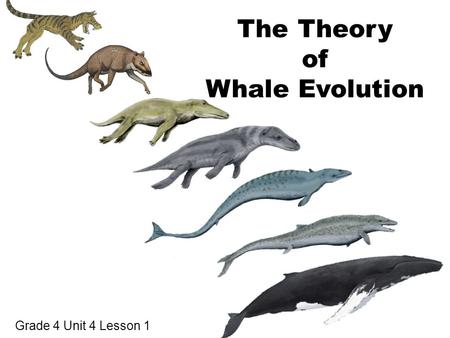 The Theory of Whale Evolution