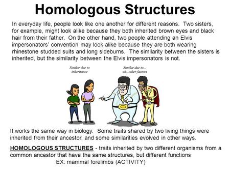 Homologous Structures