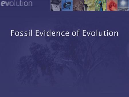 Fossil Evidence of Evolution. 21222324252627282930 11121314151617181920 Contemporary Scientific History of the Universe 12345678910 13.7 billion years.