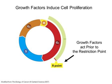 Growth Factors act Prior to the Restriction Point Growth Factors Induce Cell Proliferation Modified from The Biology of Cancer (© Garland Science 2007)