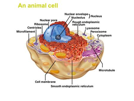 An animal cell. Spermatozoa heart (cryosection) ELECTRON MICROSCOPY IMAGES OF VARIOUS MIT0CHONDRIA. The heart cryosection has been reacted with an anti-