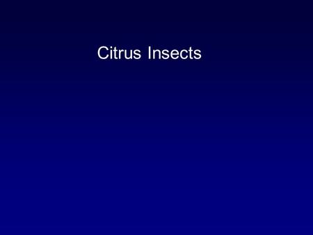 Citrus Insects. About Citrus Thrips Adults are about 1 mm long, orange-yellow in color Wings are fringed with long hairs 1st instar larva is very small;