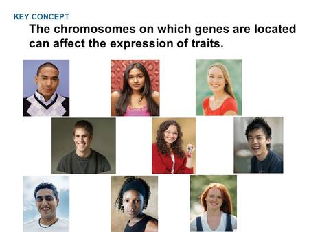 Two copies of each autosomal gene affect phenotype.