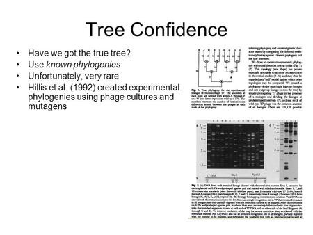 Tree Confidence Have we got the true tree? Use known phylogenies Unfortunately, very rare Hillis et al. (1992) created experimental phylogenies using phage.