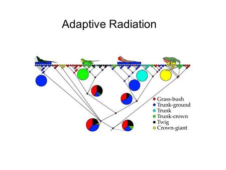 Adaptive Radiation. Adaptive radiation refers to those evolutionary groups that have exhibited an exceptional extent of adaptive diversification into.