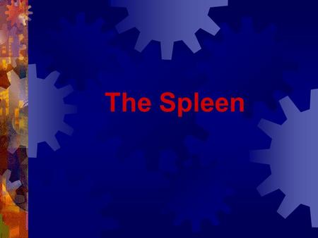 The Spleen. Anatomy of Spleen White Pulp Spleen Structure The white pulp is circular in structure and is made up mainly of lymphocytes. It functions.