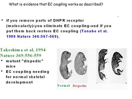 What is evidence that EC coupling works as described?