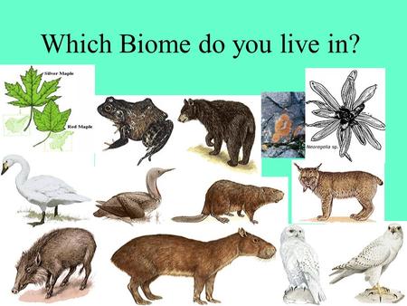 Which Biome do you live in?. What is a Biome? An region characterized by the major organisms that live there and its climate. –Can you name one?