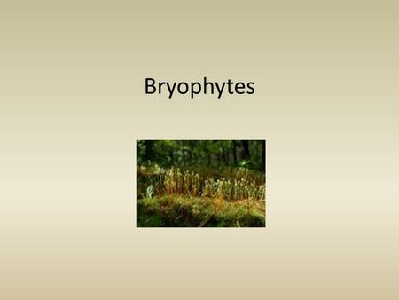 Bryophytes.