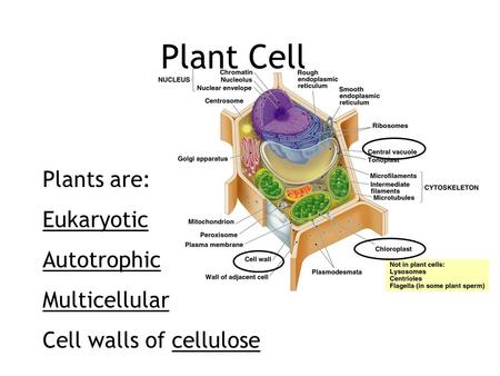 Plant Cell Plants are: Eukaryotic Autotrophic Multicellular Cell walls of cellulose.