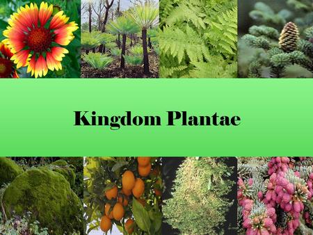 Kingdom Plantae.