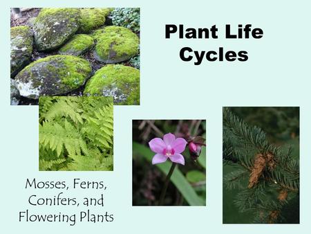 Mosses, Ferns, Conifers, and Flowering Plants