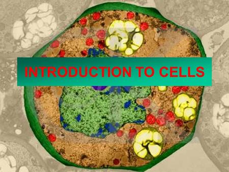 INTRODUCTION TO CELLS. History of the Cell Robert Hooke, 1665 Anton von Leeuwenhoek, 1674 Matthias Schleiden, 1838 Theodor Schwann, 1839 Rudolph Virchow,