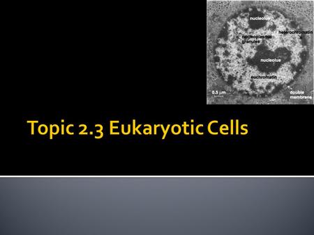  2.3.1: Draw and label a diagram of the ultrastructure of a liver cell as an example of an animal cell  2.3.2: Annotate the diagram with the functions.