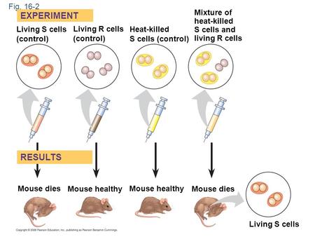 Fig. 16-2 Living S cells (control) Living R cells (control) Heat-killed S cells (control) Mixture of heat-killed S cells and living R cells Mouse dies.