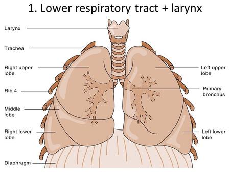 1. Lower respiratory tract + larynx. 2. Pleurae 3. Pneumothorax.