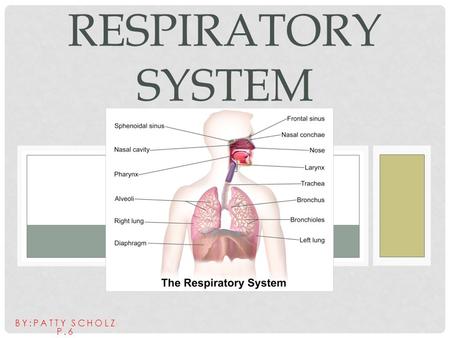 BY:PATTY SCHOLZ P.6 RESPIRATORY SYSTEM. WHAT DOES IT DO? The Respiratory system’s job is to supply blood with oxygen with the help of the circulatory.