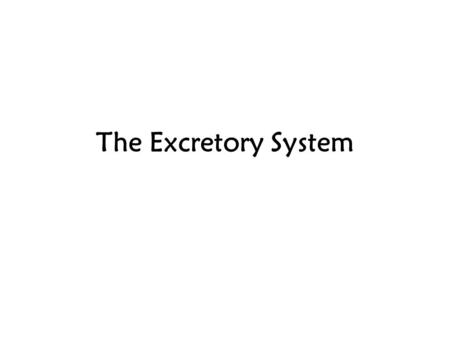 The Excretory System.