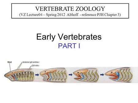 Early Vertebrates PART I VERTEBRATE ZOOLOGY (VZ Lecture04 – Spring 2012 Althoff - reference PJH Chapter 3)