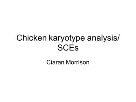 Chicken karyotype analysis/ SCEs Ciaran Morrison.