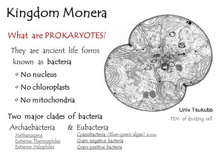 Kingdom Monera What are PROKARYOTES? TEM of dividing cell No nucleus No chloroplasts No mitochondria They are ancient life forms known as bacteria Two.