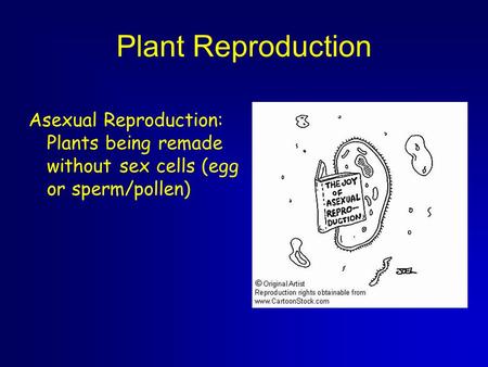 Plant Reproduction Asexual Reproduction: Plants being remade without sex cells (egg or sperm/pollen)