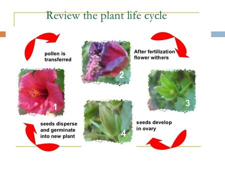 Parts and functions of the Plant Petals Sepals Stamen Anther Pistil Ovary.