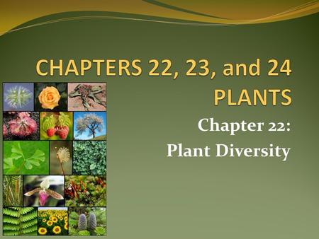 Chapter 22: Plant Diversity