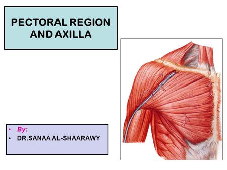 PECTORAL REGION AND AXILLA